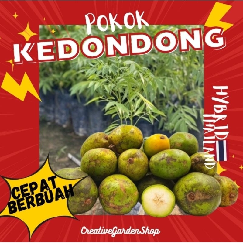 Pokok Buah Kedondong Hybrid Cepat Berbuah Thai Mudah Shopee Malaysia