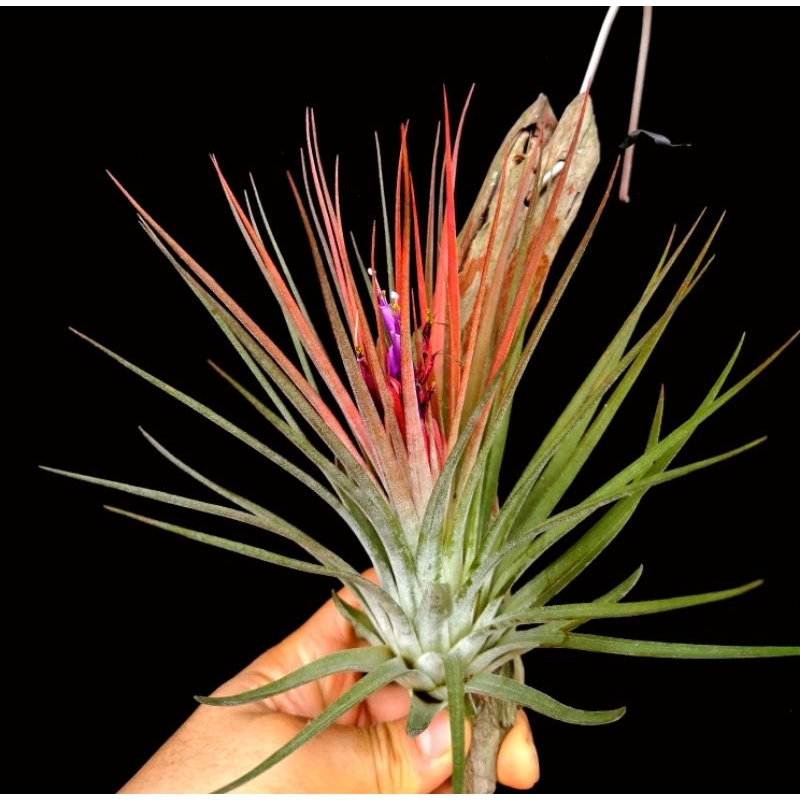 Tropical Selection's Tillandsia Andy's Delight. Shopee Malaysia