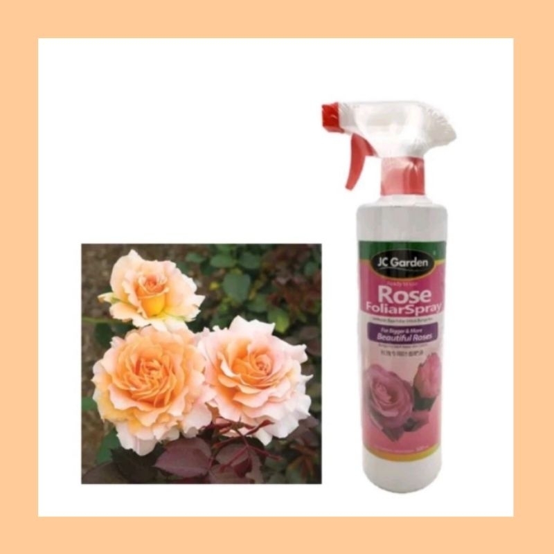 [Ready Stock] HICOOK JC Garden Rose Foliar Spray for Roses Flowering