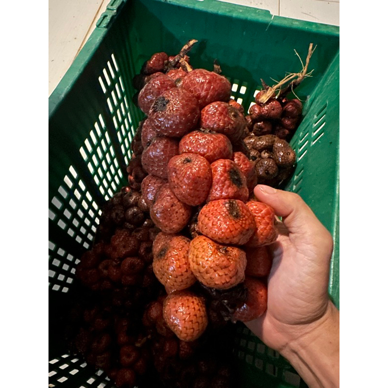 Buah Kelubi Kg Sawa 1kg Shopee Malaysia