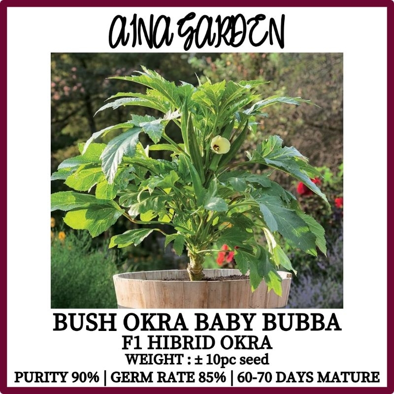 HSK [10pc] BUSH OKRA SEED BABY BUBBA SEED BENDI KERDIL F1 HIBRID