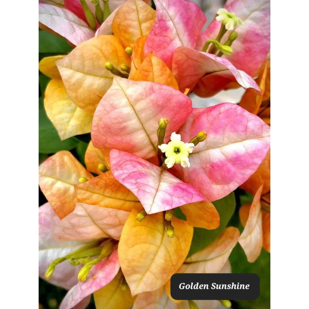 Bunga Kertas Bougainvillea Golden Sunshine Shopee Malaysia