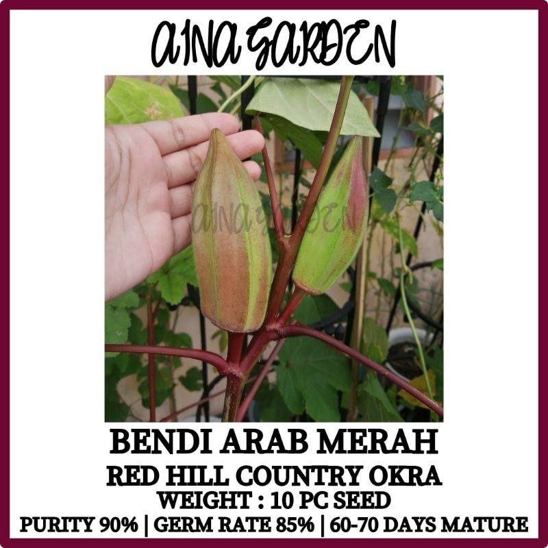 Hsk [10pc] Bendi Arab Merah Red David Star Hill Country Okra Seed