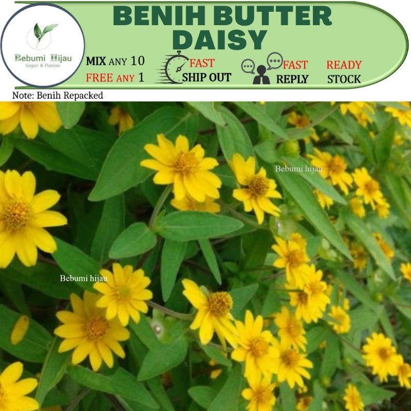 10 biji benih BUNGA BUTTER DAISY seeds Shopee Malaysia