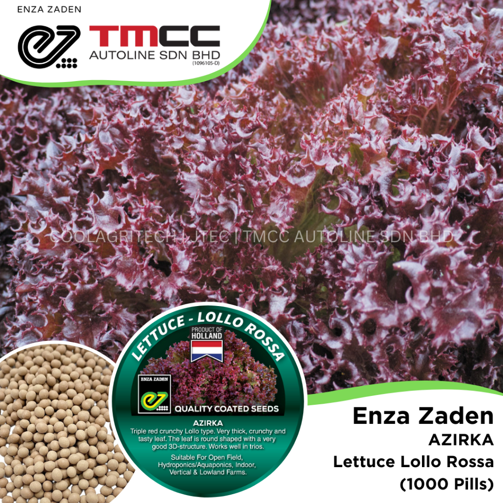 Enza Zaden Azirka Lollo Rossa Lettuce Coated Pill Seeds Product Of Holland 1000500 6311