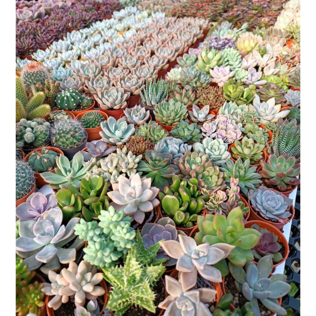 Real Live Succulent Cactus Plant With Pot 55mm Low Price (Randomly ...
