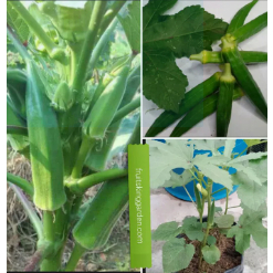 Anak Pokok Bendi Hidup 3 FEET TALL ada buah/with Fruits on the tree ...