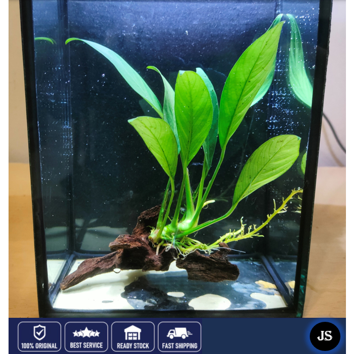 Mainam 3 Different Anubias Nana Java Fern Windelov Java Moss Tropical Freshwater Live Aquarium Plant Decorations 3 Days Buy2get1free