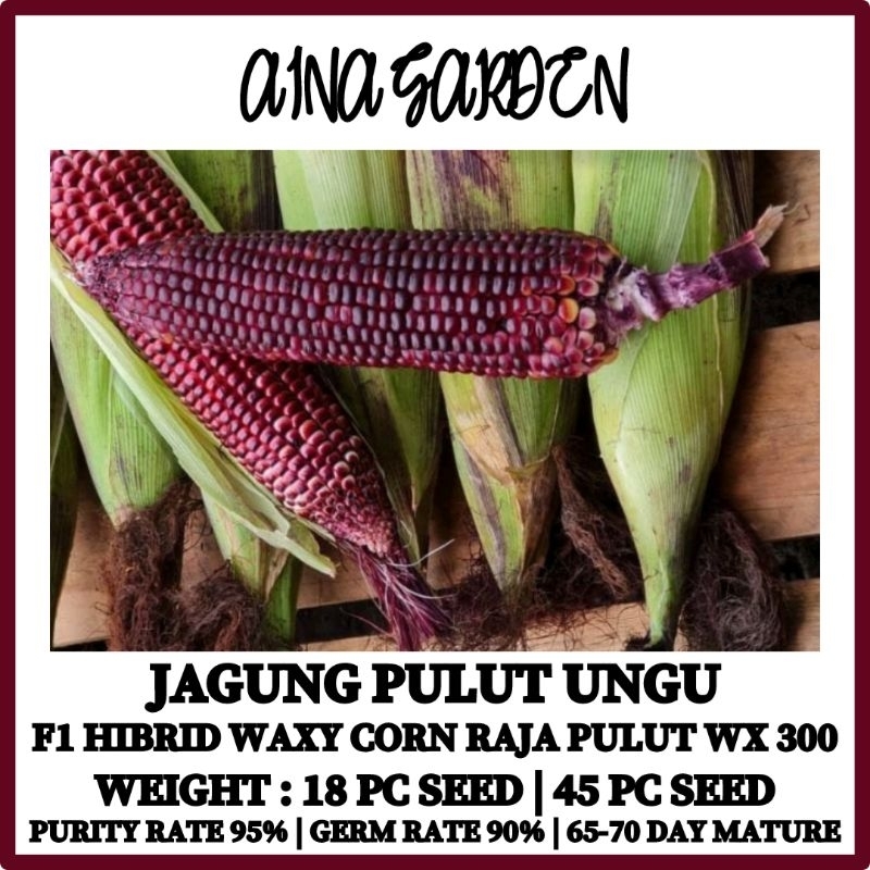 HSK [18pc/45pc] JAGUNG PULUT UNGU PURPLE F1 HIBRID WAXY CORN RAJA PULUT ...