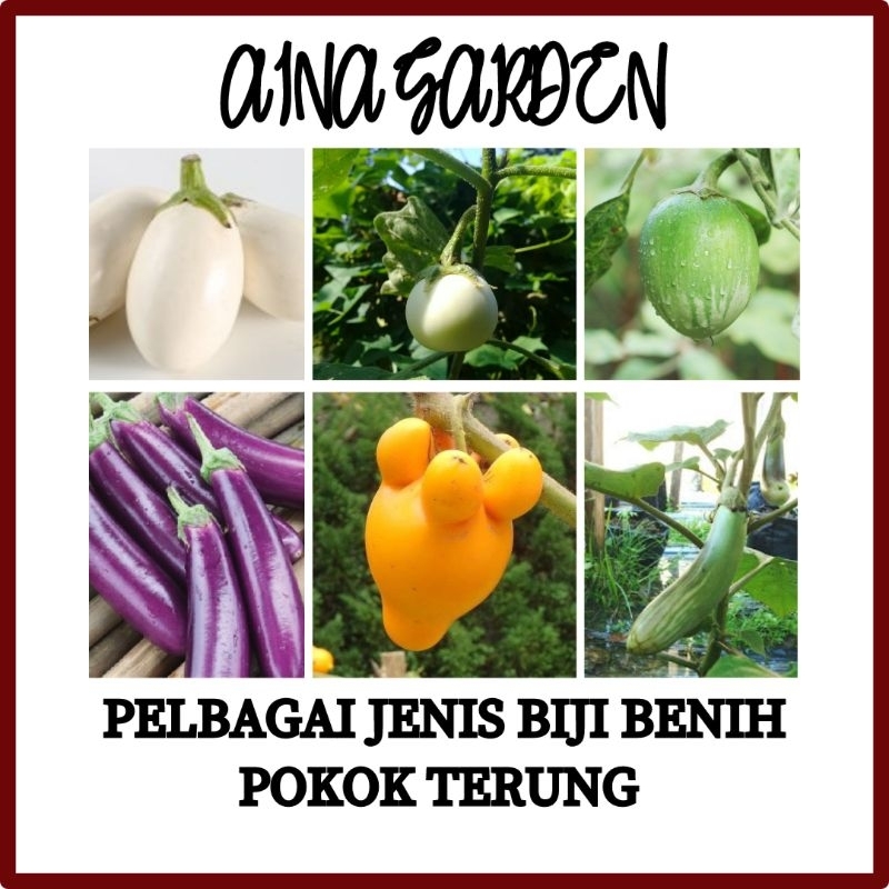 Hsk Pelbagai Jenis Biji Benih Pokok Buah Terung Eggplant Seed Biji Benih Sayur Shopee Malaysia 3131