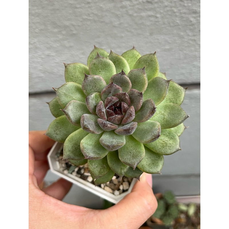 Reserved by Fanny Succulent 多肉植物水晶玫瑰（一物一拍） | Shopee