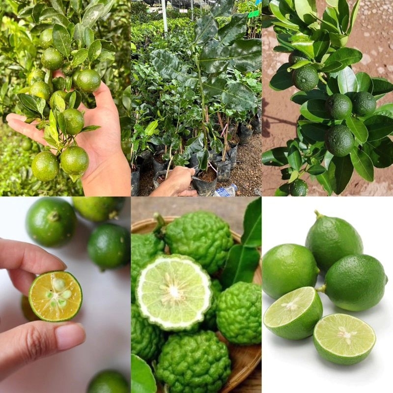 Anak Pokok Limau Kasturi/ Limau Purut/ Limau Nipis (Hyrid) | Shopee ...