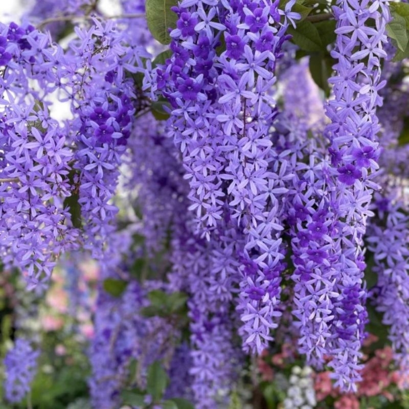 Ready stock 紫色许愿藤种子 蓝花藤种子 Purple Sandpaper Vine seeds sandpaper vine