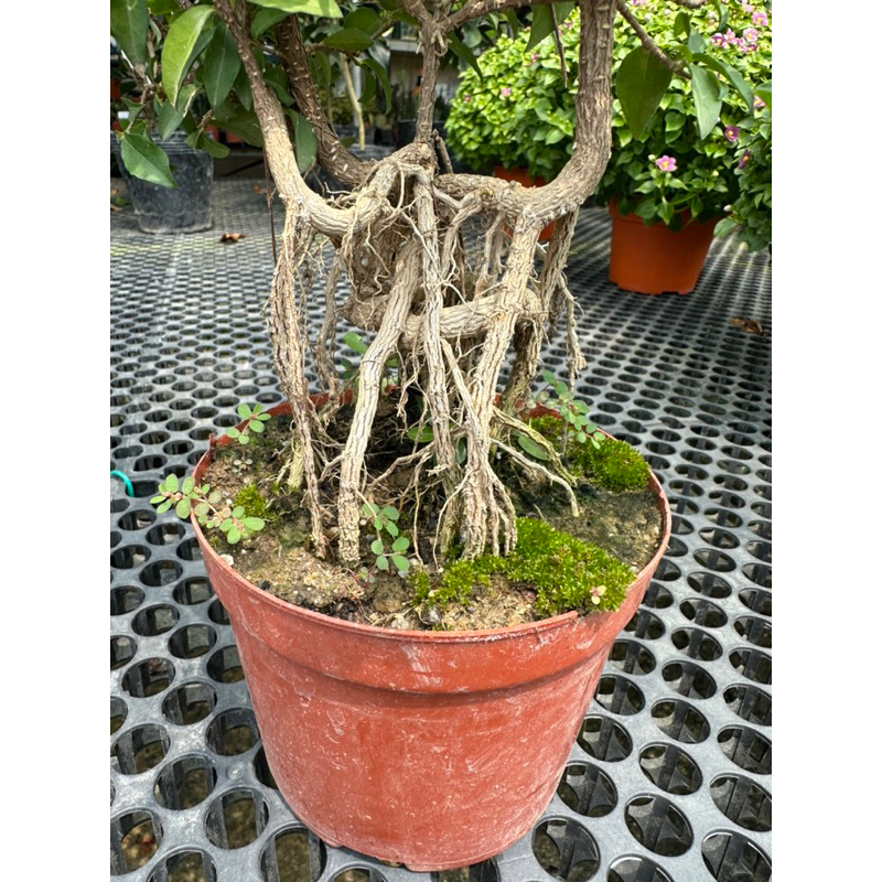 TW668】Prunus Cerasifera Lee Cherry Stem/Root Bonsai Shaped
