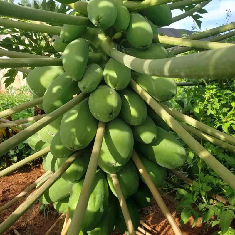 Benih Betik Hawaii Manis Pokok Rendah - 8 Biji Benih | Shopee Malaysia