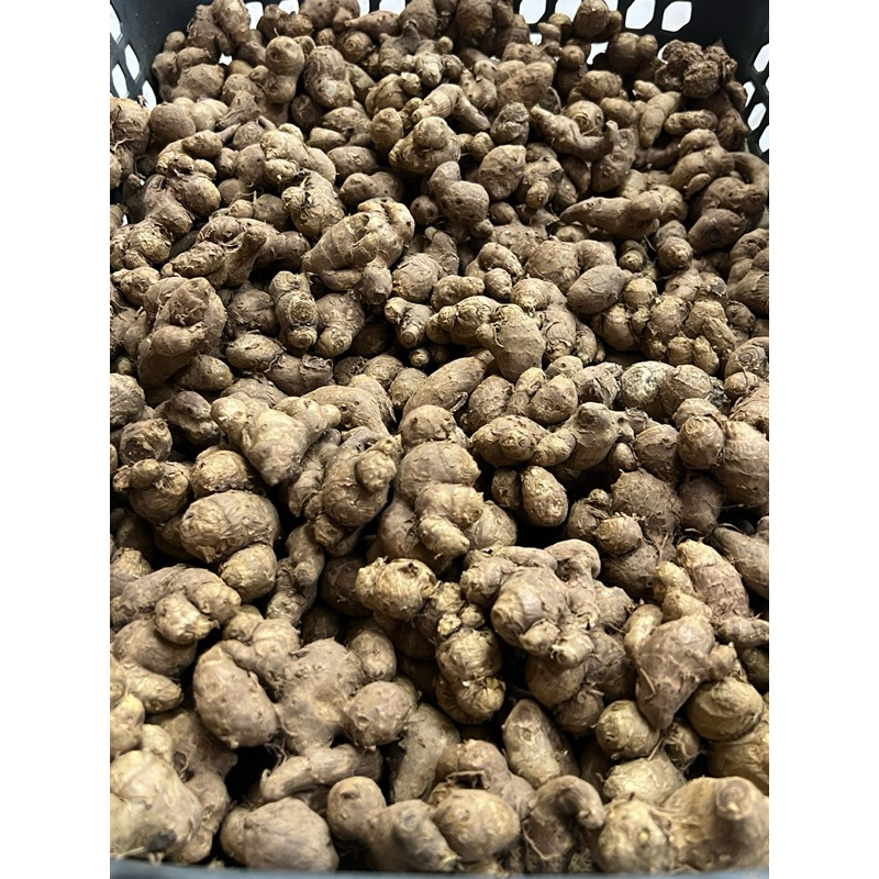 kunyit hitam segar original Thailand🇹🇭 | Shopee Malaysia
