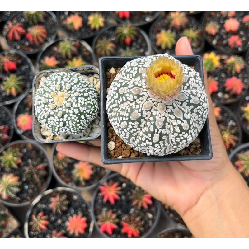 Kaktus Astro Nice Pattern | Shopee Malaysia