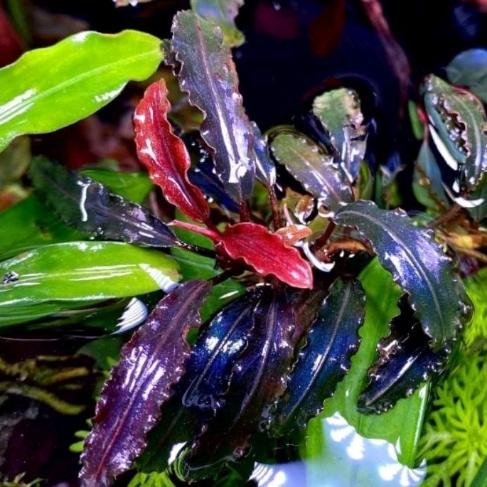 Bucephalandra Biblis Pink (Stalk) Aquatic plant for aquarium paludarium ...