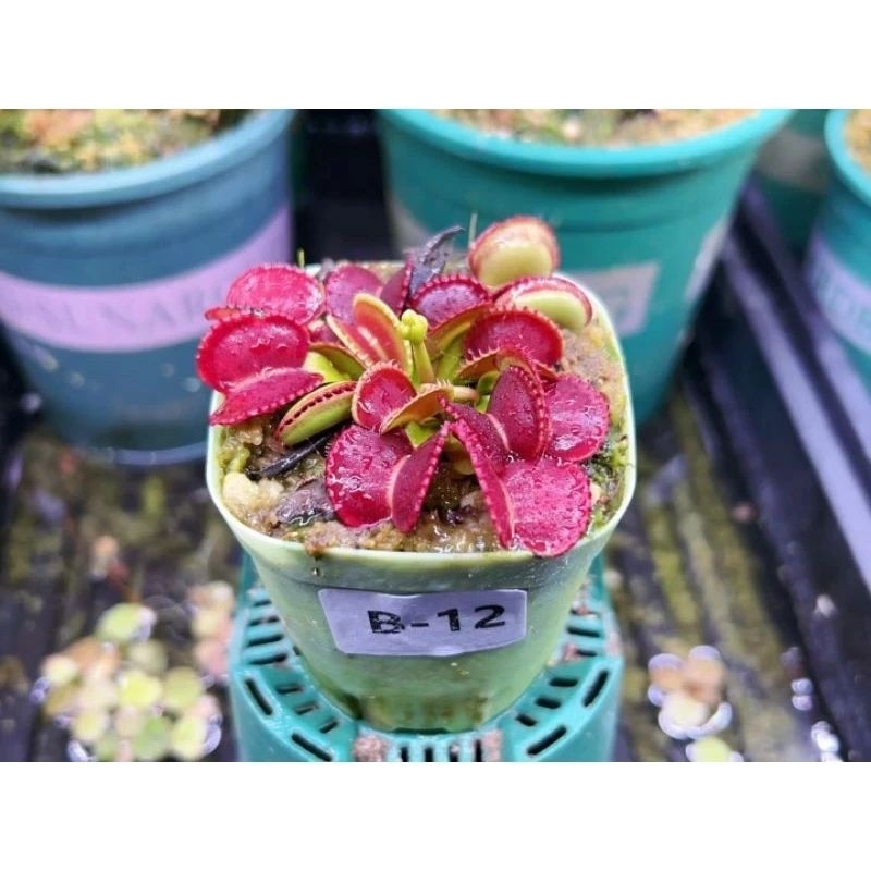 🔥Carnivorous Plant🔥Dionaea M. Adentate - Terrarium / Paludarium ...