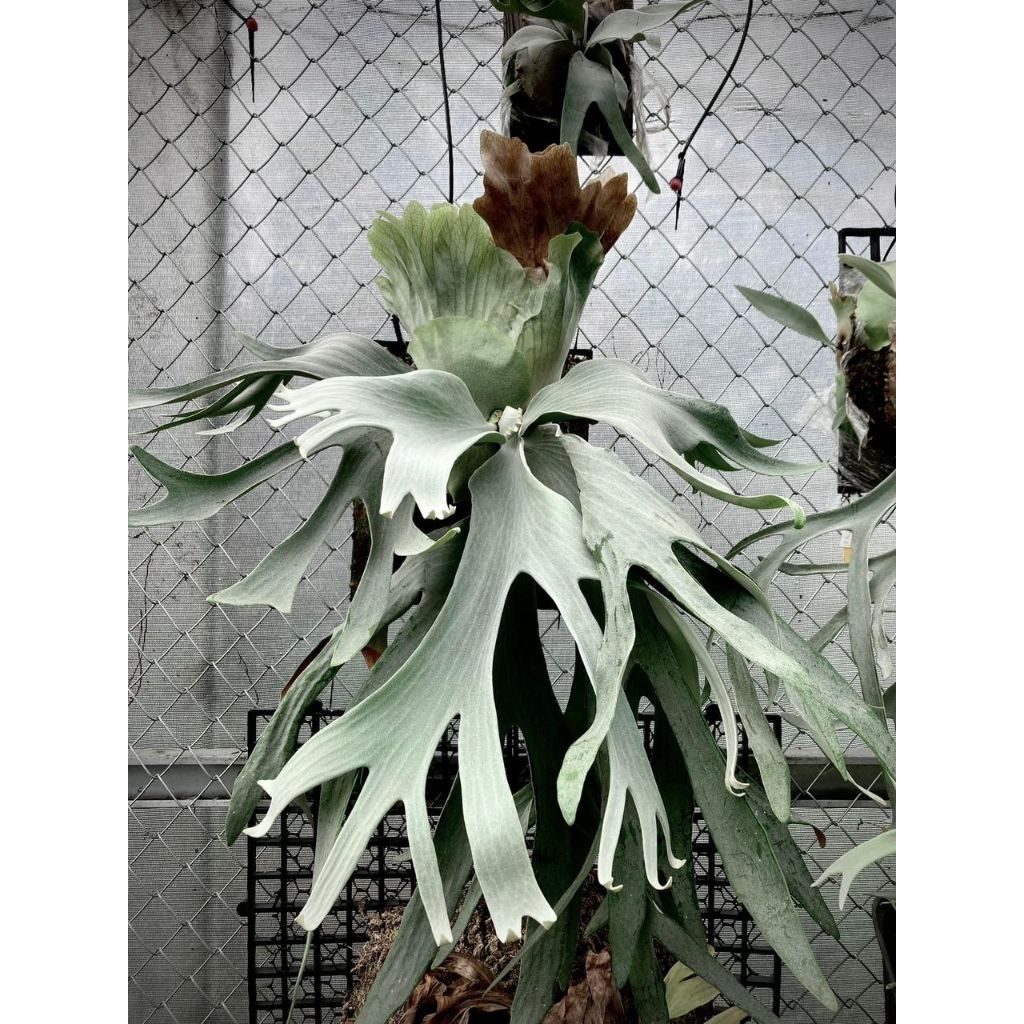 Platycerium Andinum x Wilinckii 安爪 (Taiwan）28 Mar 26 | Shopee
