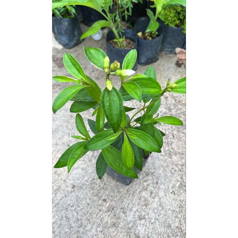 Senduduk Bunga Putih : Herba Traditional : kedai sayur rawang | Shopee ...