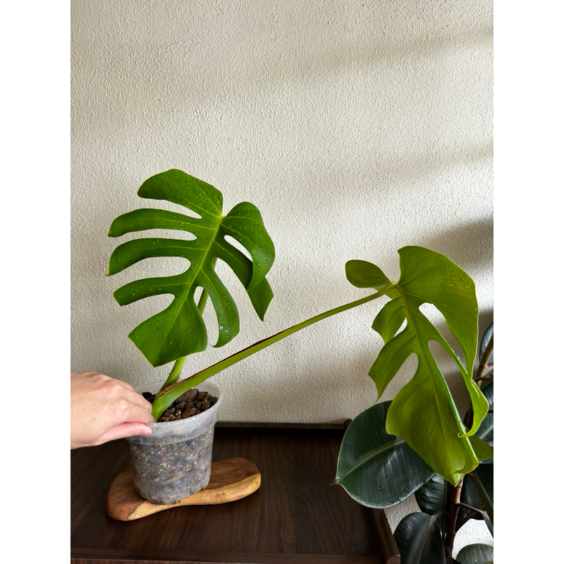 philodendron pink princess kaufen Philodendron 'Pink Princess' Print