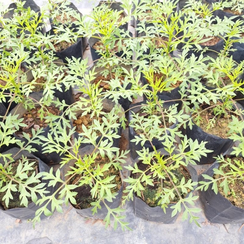 SNT / pokok Ulam Raja / Masakan / tahan panas | Shopee Malaysia