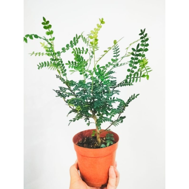 WAF Zanthoxylum Beecheyanum(natural Mosquito and insect repellent) 清香木 ...