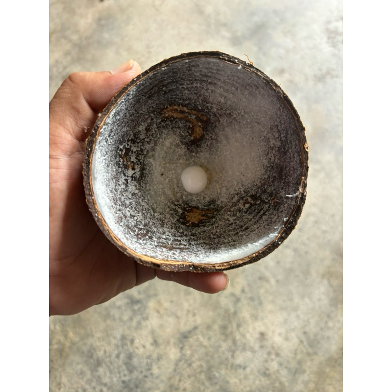 👉Buntat kelapa original | Shopee Malaysia
