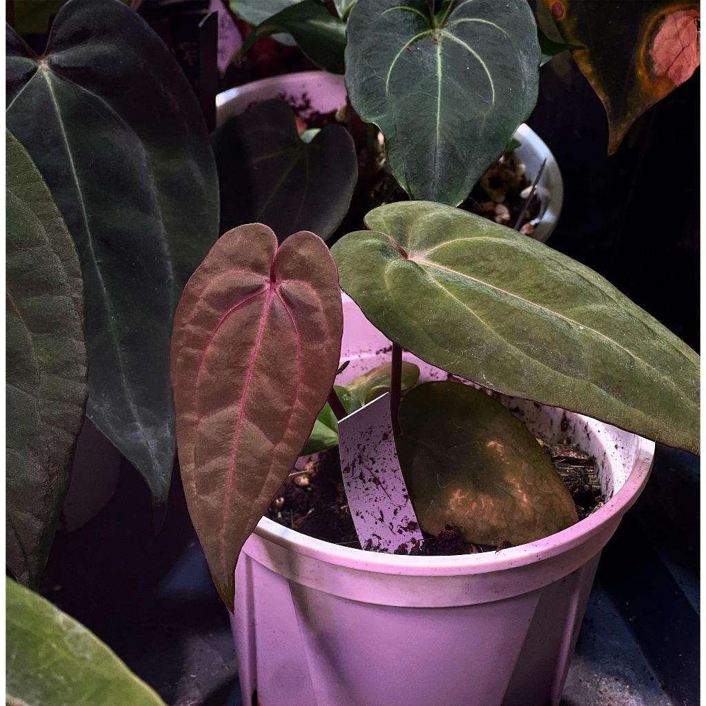 アンスリウム RVDP 超ベルベット red vein dark phoenix アンスリウム RVDP 超ベルベット red vein dark phoenix