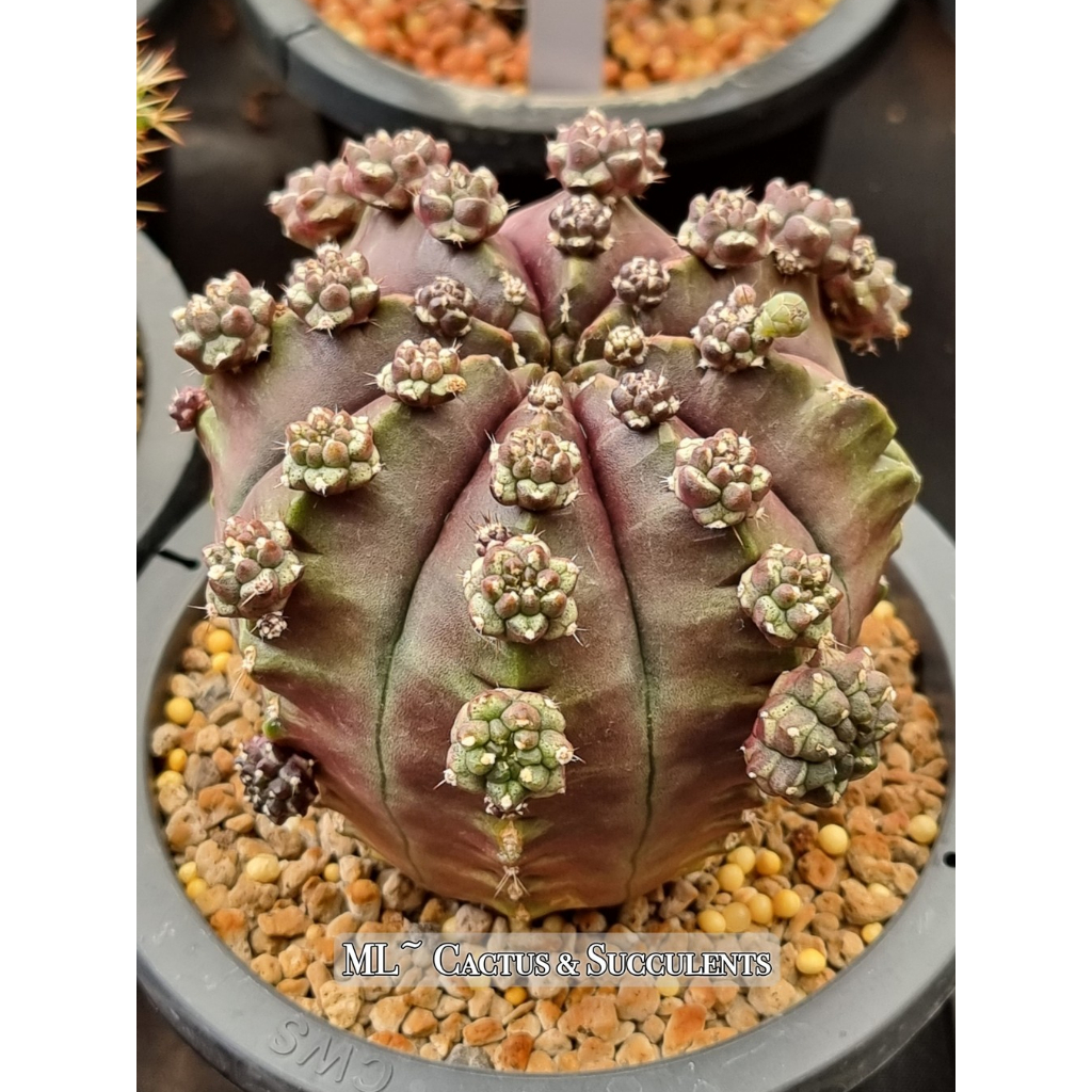 kaktus pflanze pflege 10 Stck Opuntia Kaktus ca. 10 cm