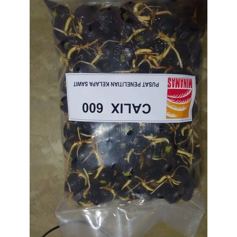 SAWIT CALIX 600 (250BIJI) READY STOK | Shopee Malaysia
