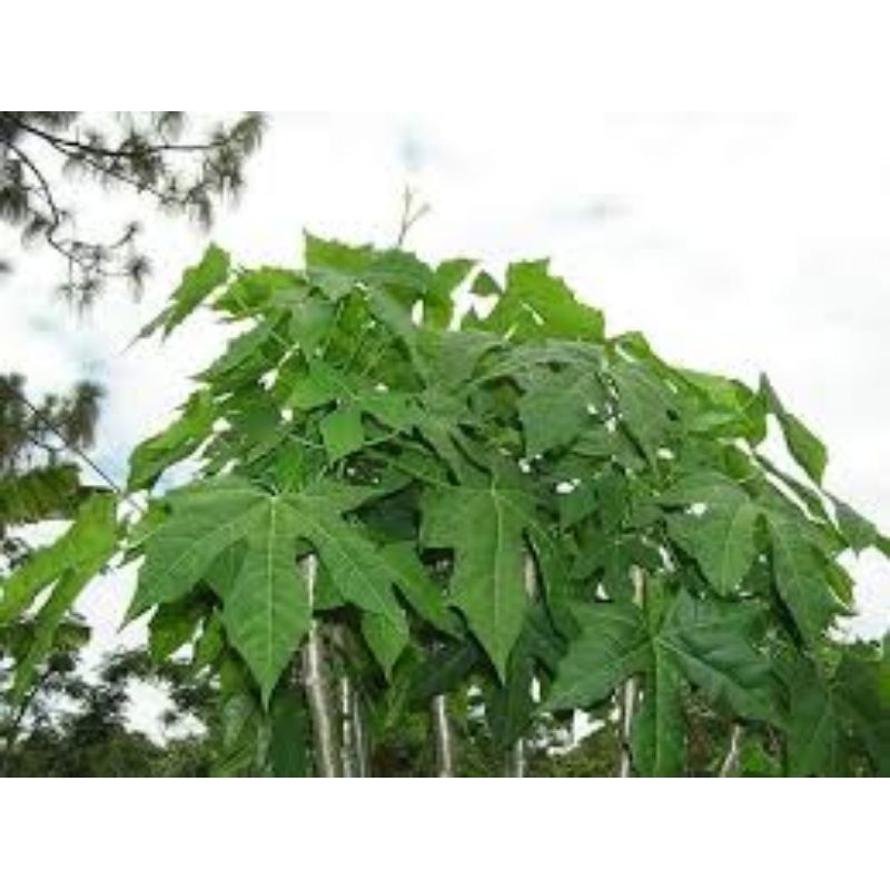 Keratan Pokok Chayaajinomotokangkung Sarawak 3 Pcs Shopee Malaysia 