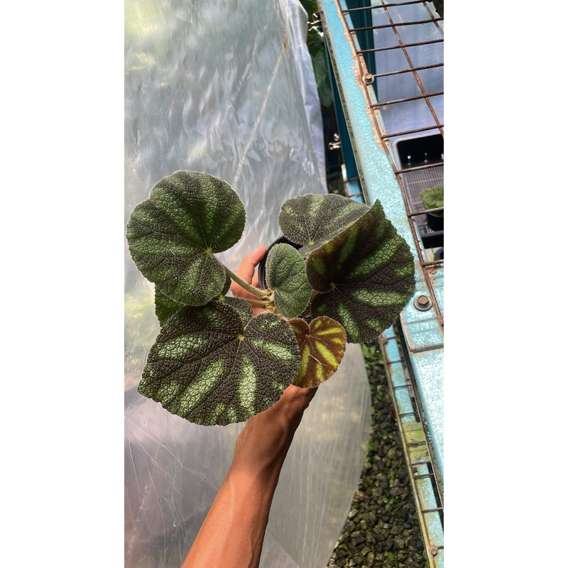 begonia kui XL size (Vietnam species) Shopee Malaysia