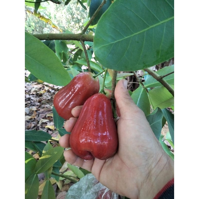 Buy jambu air Online With Best Price, Jul 2026 | Shopee Malaysia