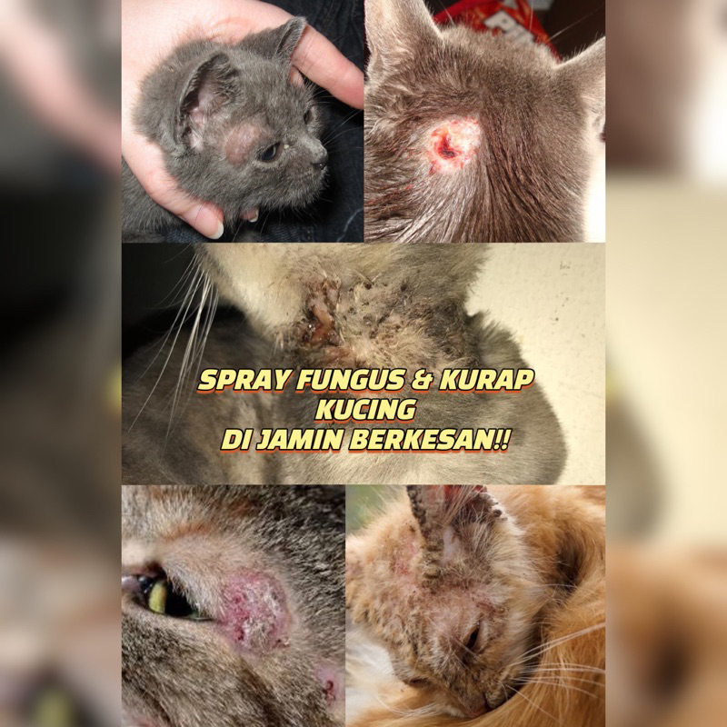 SPRAY FUNGUS & KURAP KUCING DIJAMIN BERKESAN 100ml Shopee Malaysia