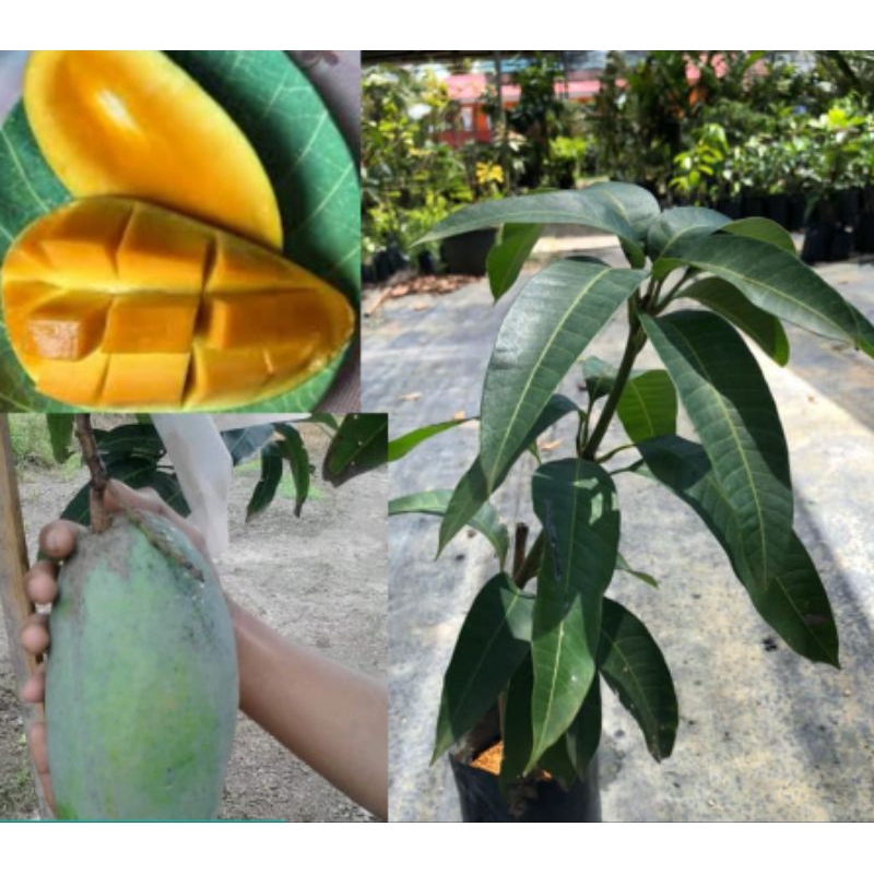 Pokok Mangga Air Bunga Hybrid | Shopee Malaysia