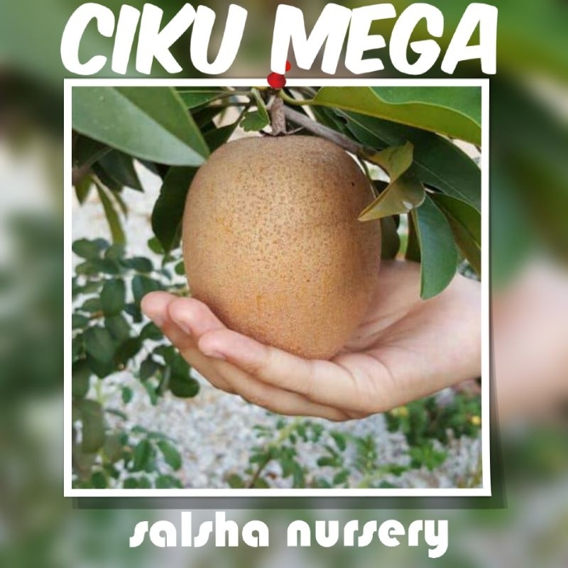 💥🔥 Pokok CIKU MEGA | pokok rendah cepat berbuah | Shopee Malaysia