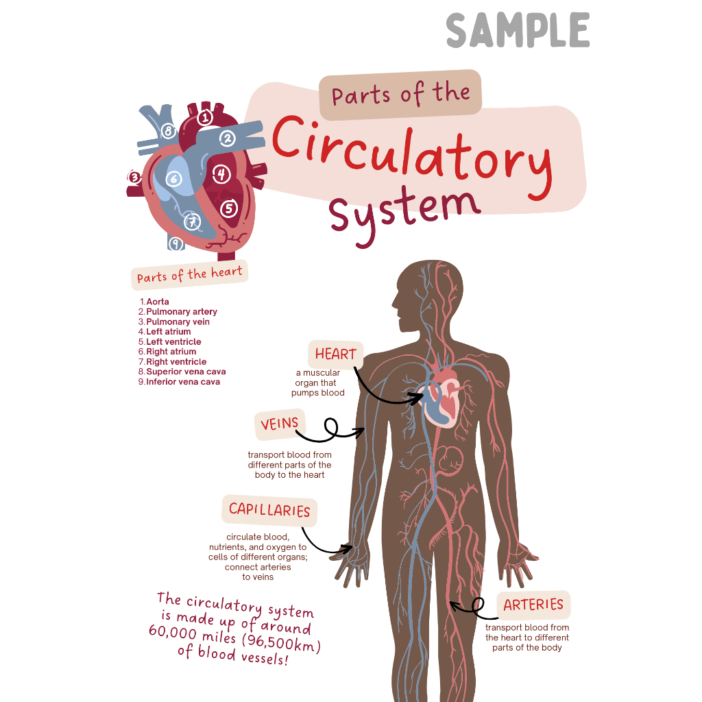 HUMAN BODY SYSTEM CIRCULATORY SYSTEM SCIENCE BIOLOGY ANATOMY POSTER ...