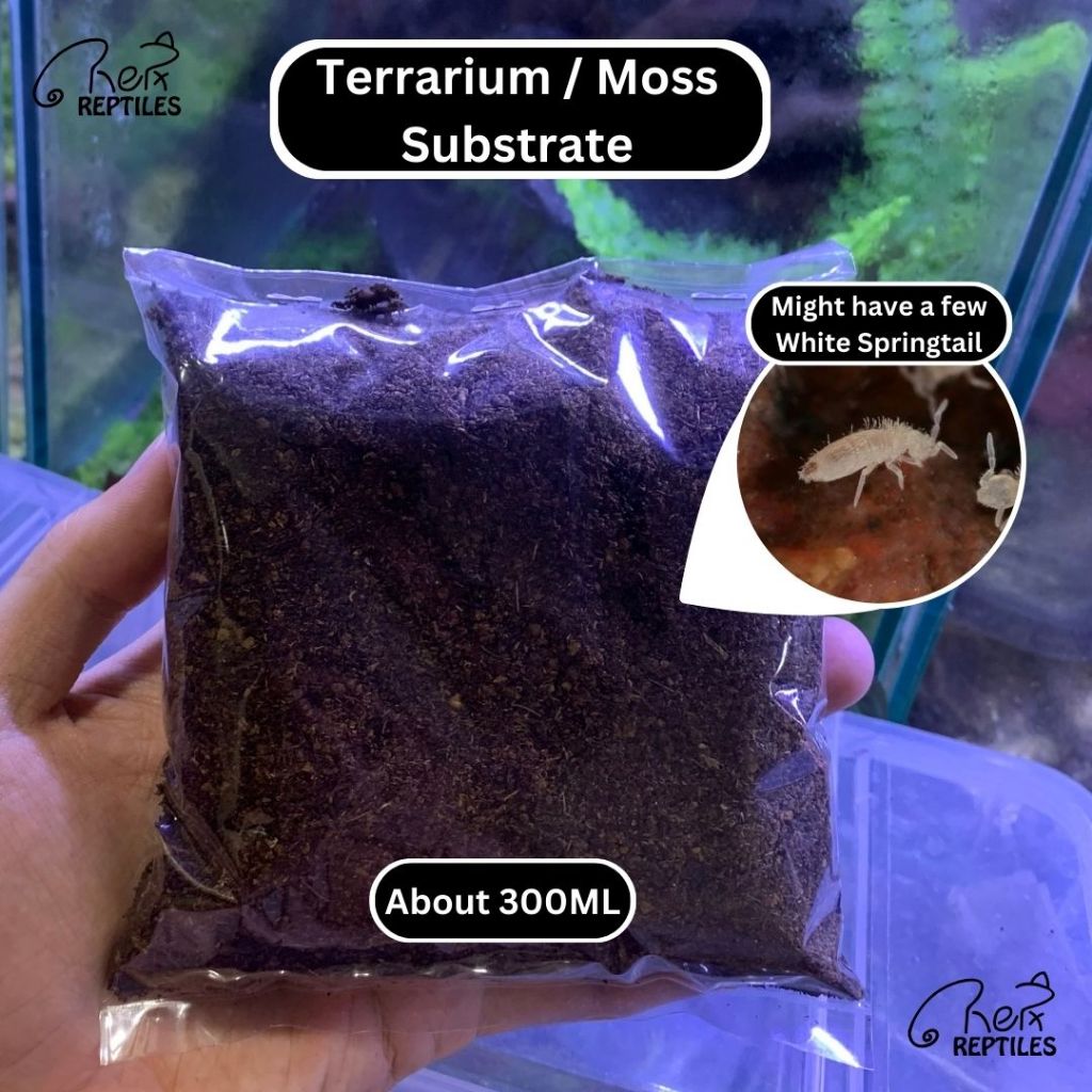 LIVE MOSS / LUMUT HIDUP / Rare Moss / Special Moss ( Terrarium / Moss