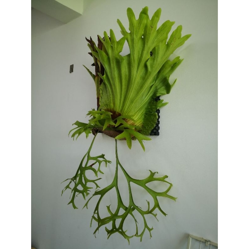 MyPlantArt ~ Platycerium *Coronarium-cv.white/thin 皇冠* 鹿角蕨