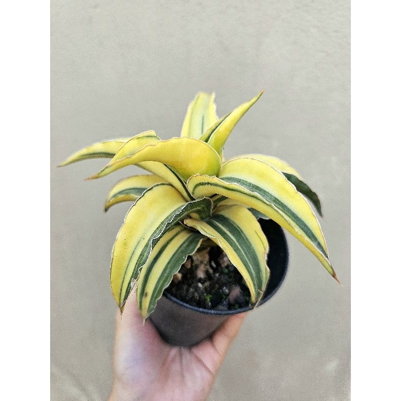 Variegated Sansevieria 2024 Kismayo