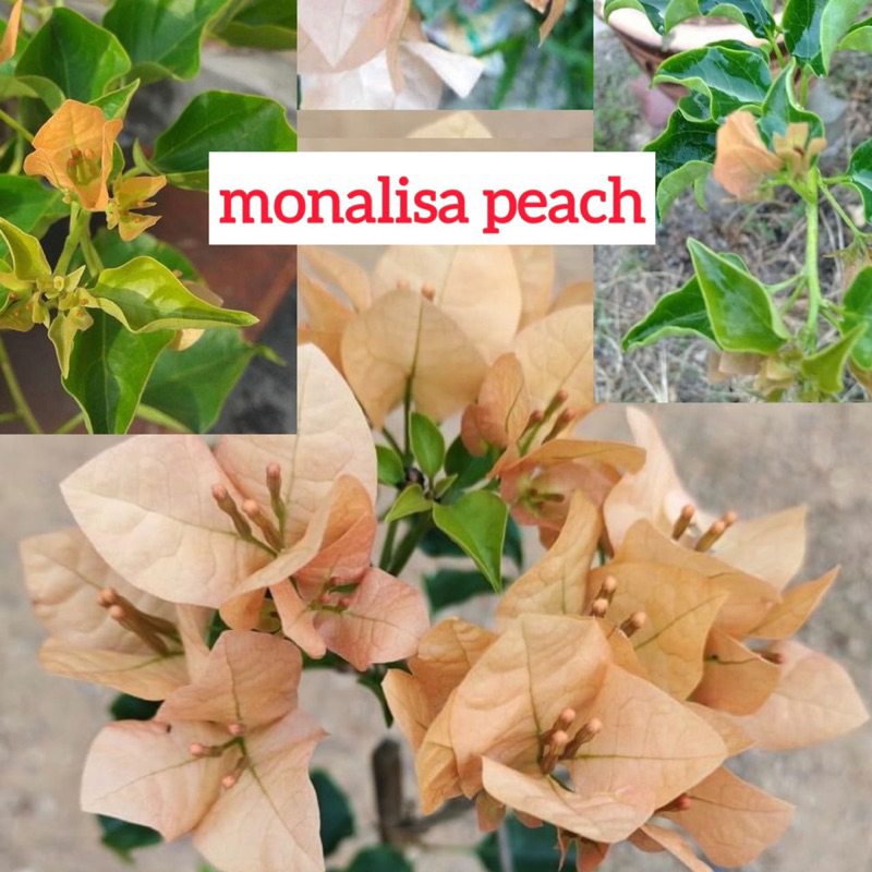 Bunga kertas ID Monalisa Bougainvillea monalisa#bougainvilleamonalisa # ...
