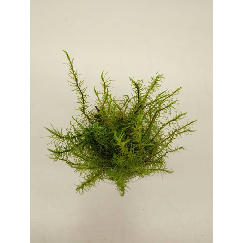 NMS / Dicranum Scoparium ( 6cm Container) / Terrarium Moss / Paludarium