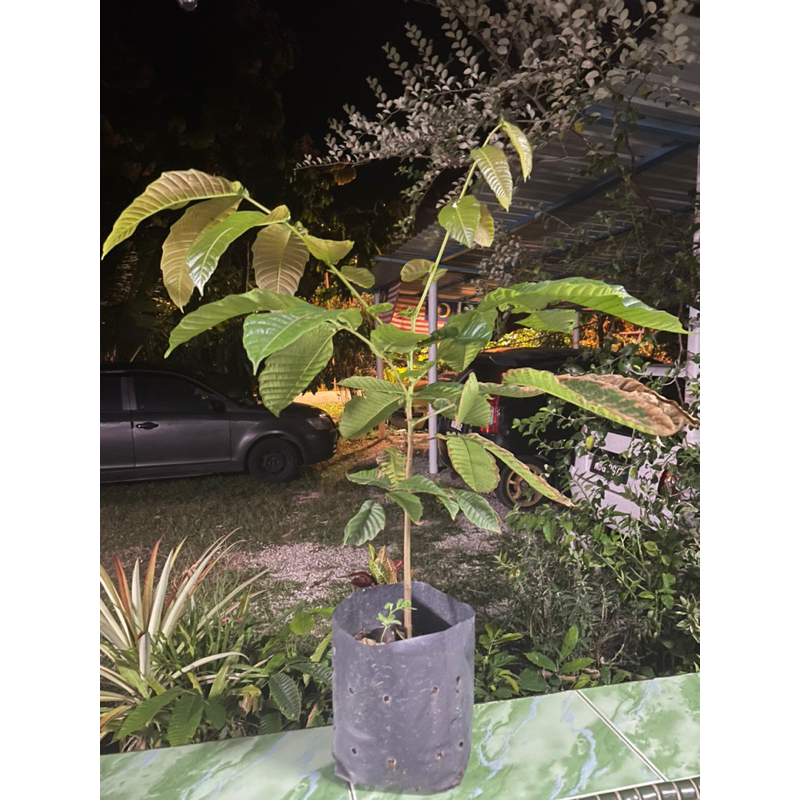 ANAK POKOK KRISTAL (LONGAN BRAZIL) | Shopee Malaysia