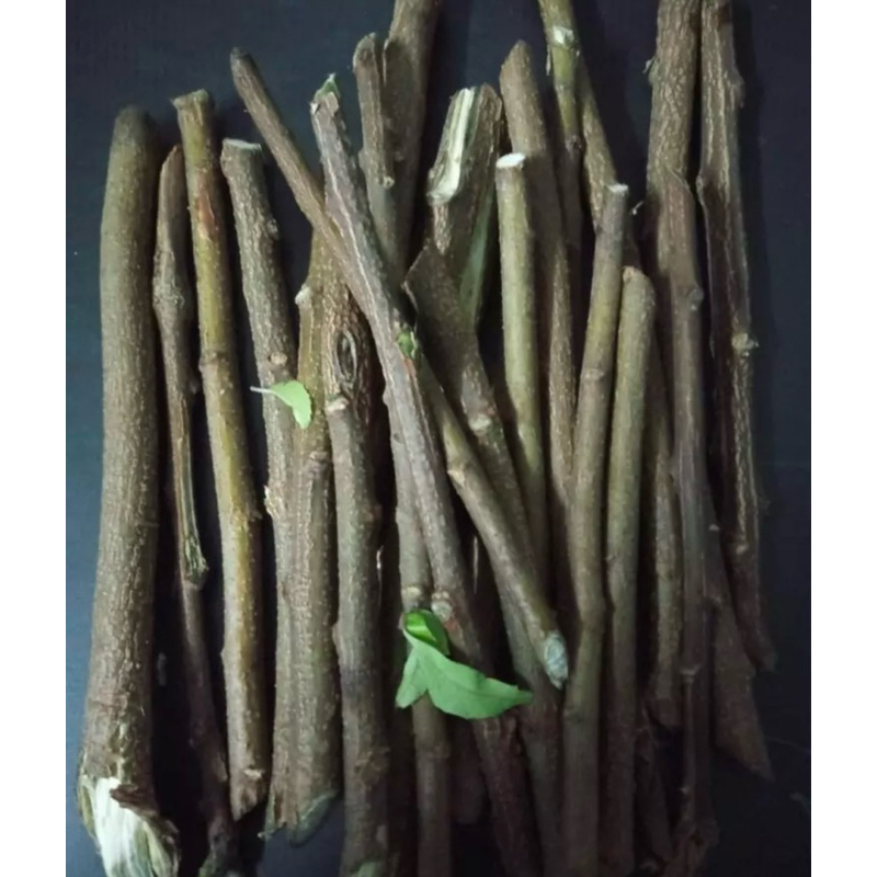 Batang Pokok Semambu/Neem 10batang | Shopee Malaysia