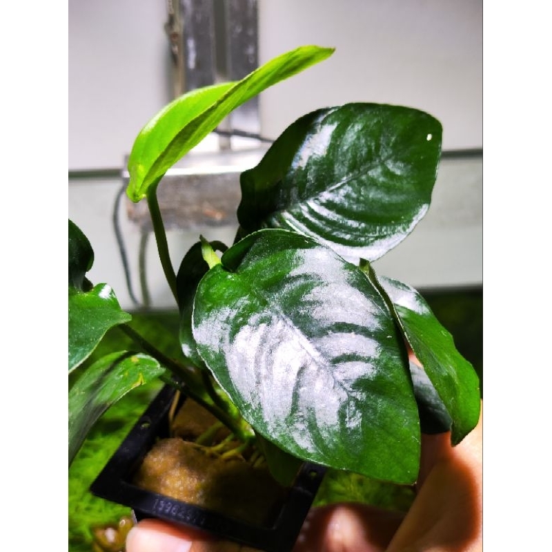 Anubias barteri var. nana/nana “board leaf”/ lowtech plants no co2