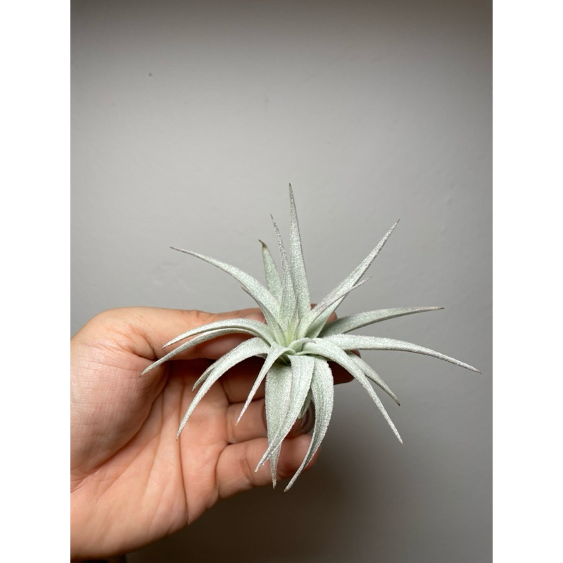 Tillandsia gardneri var. rupicola | Shopee Malaysia