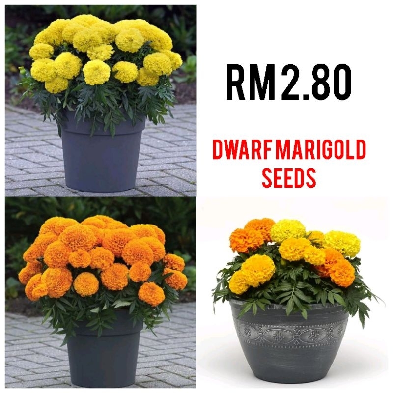10 benih Marigold Renek Bunga Besar cantik mempersona /Antigua Marigold ...