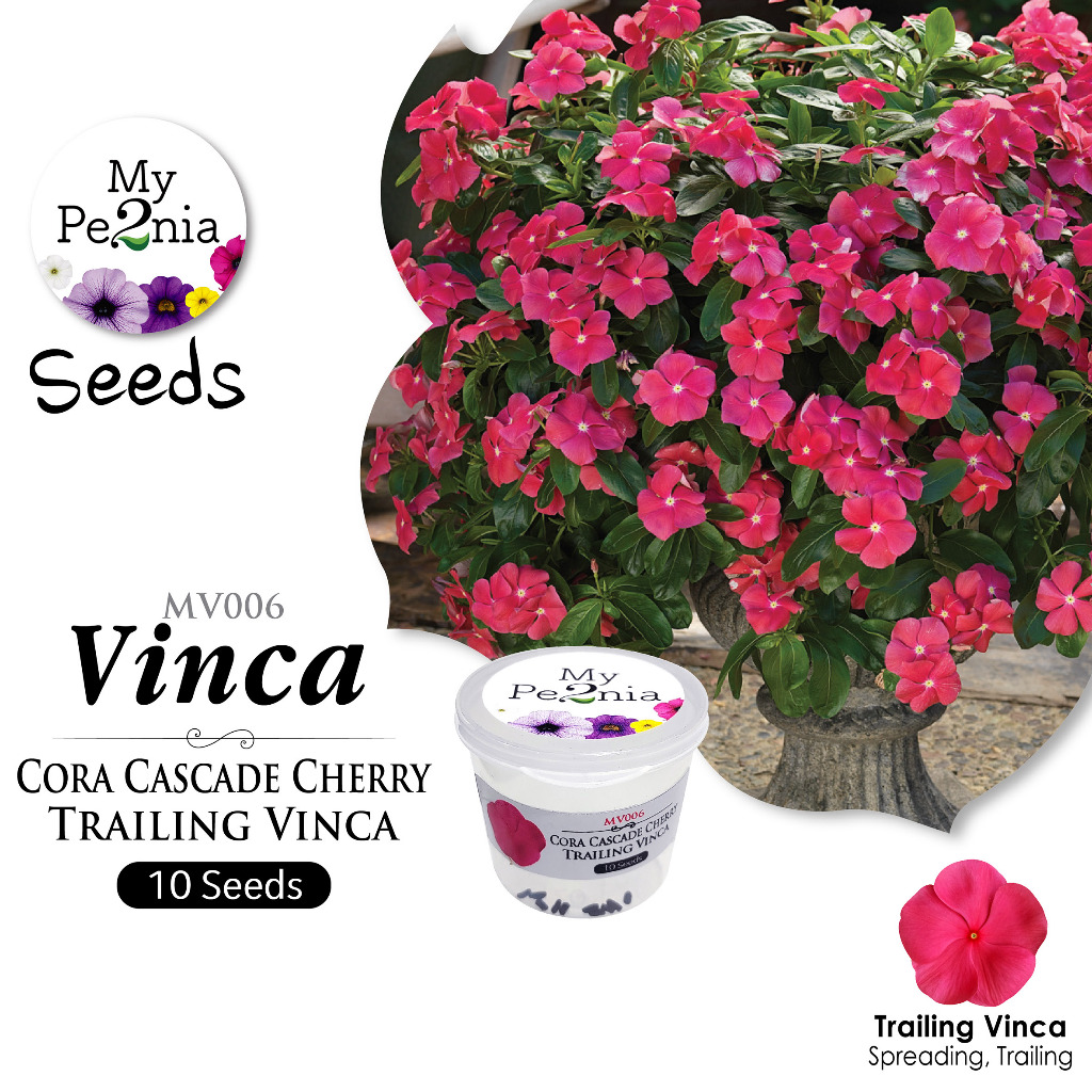 Mype2nia [vinca Seeds] Cora Cascade Cherry Trailing Vinca (10 Seeds 